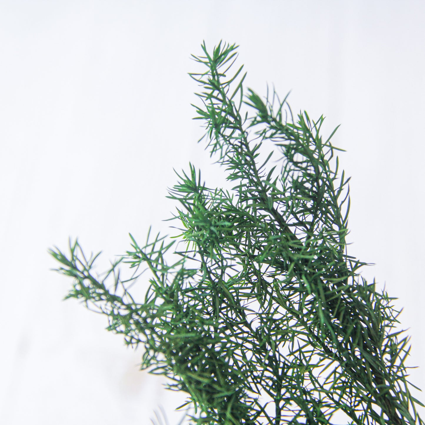 ヒムロスギ・ショート フォレストグリーン《プリザーブドフラワー・グリーン》