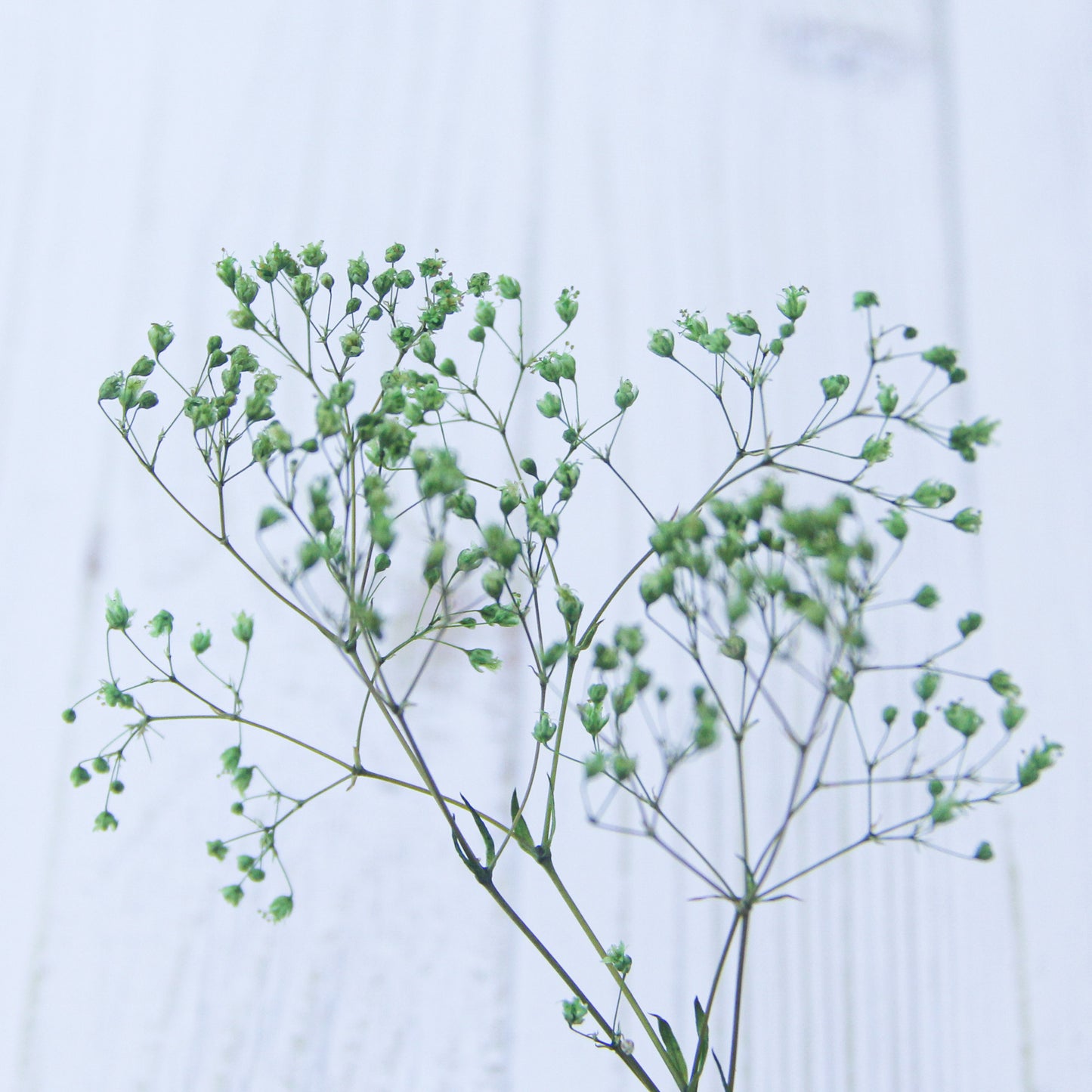 スーパーソフトミニカスミ草 グリーン《プリザーブドフラワー・花材》