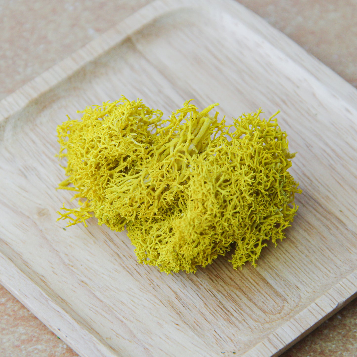 モス イエロー《プリザーブドフラワー・モス》