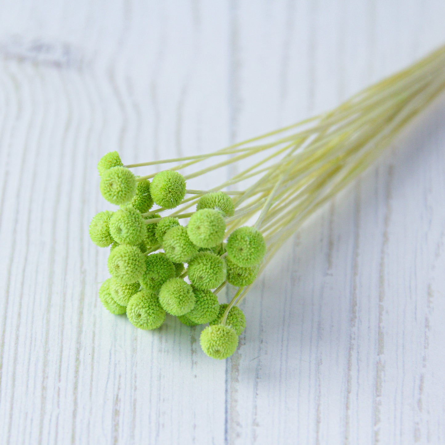 アマレリーノ ドライ ライトグリーン《プリザーブドフラワー・花材》