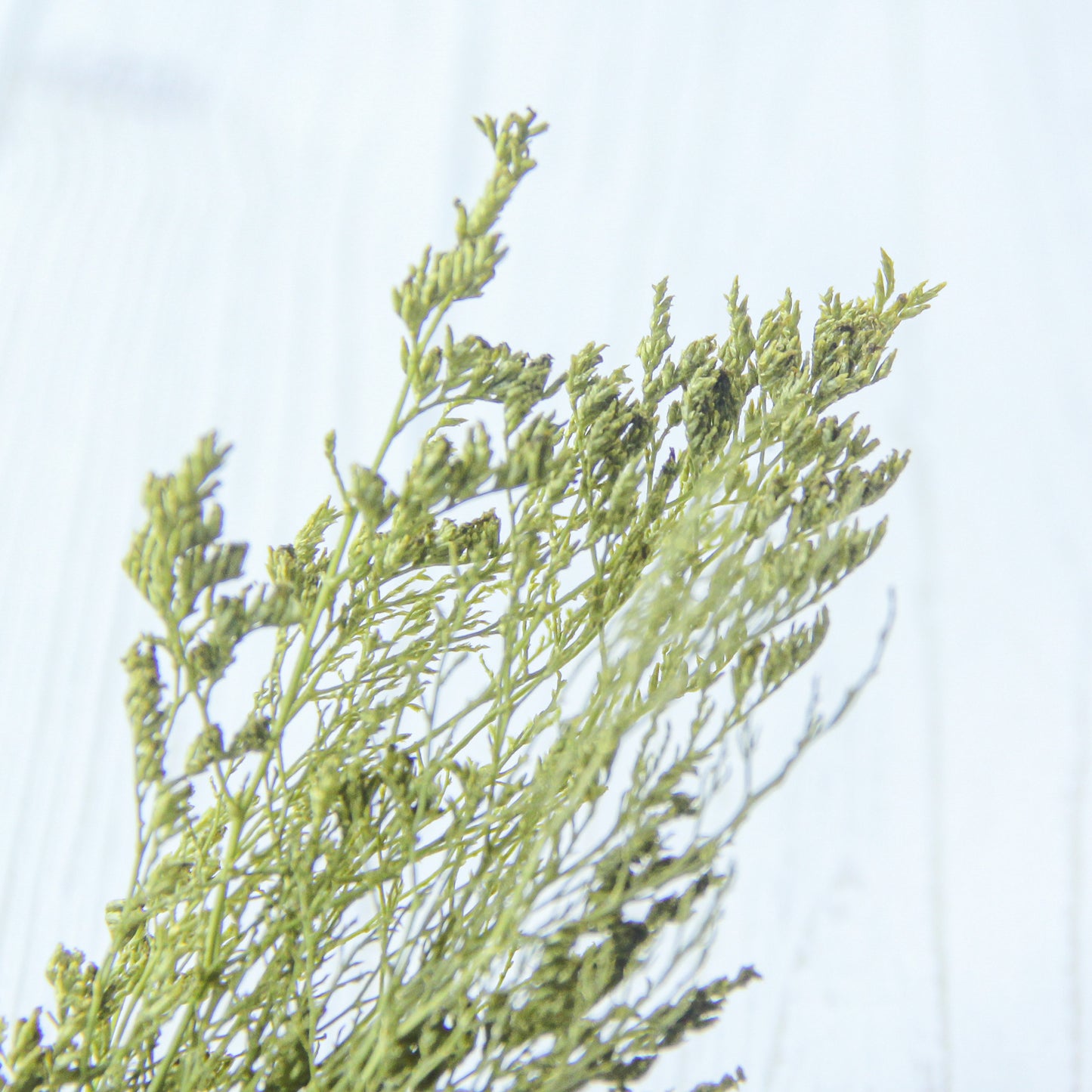 カスピア スプリンググリーン《プリザーブドフラワー・グリーン》