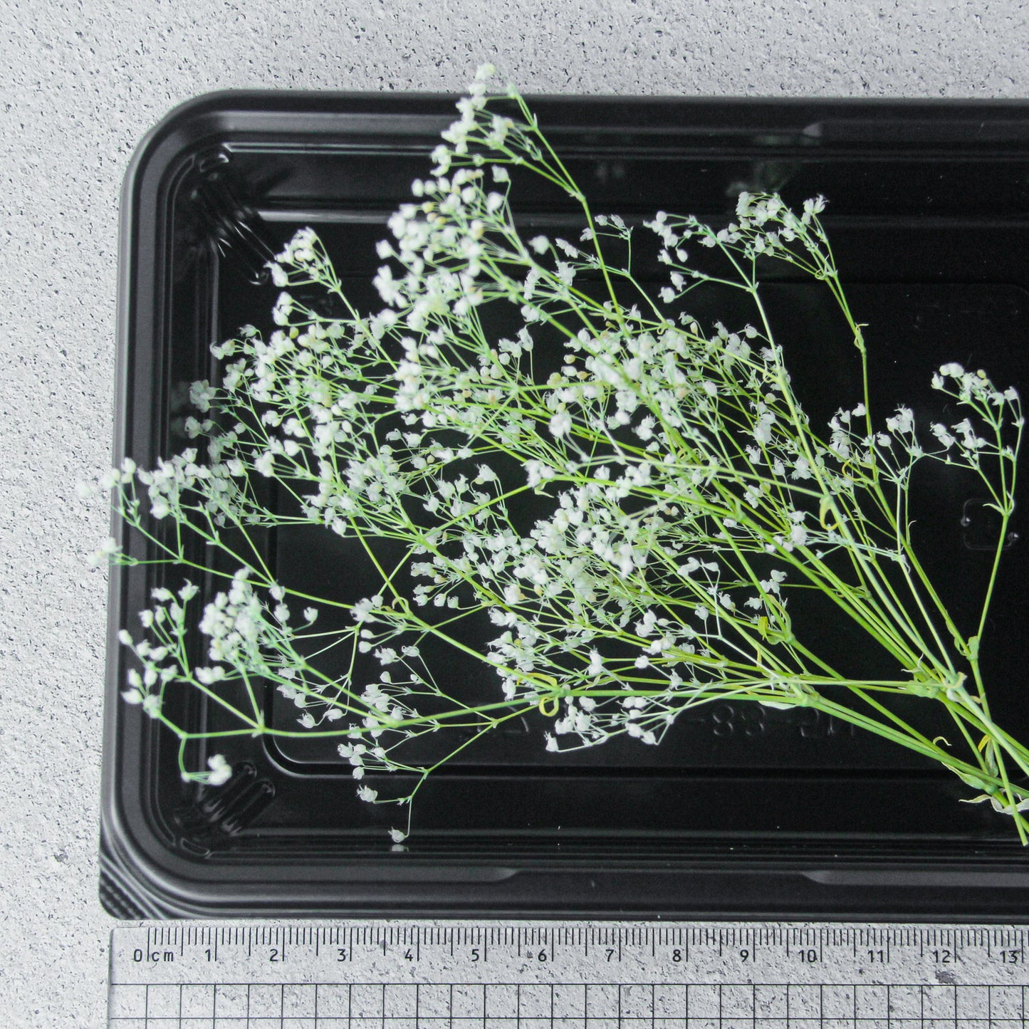スーパーソフトミニカスミ草 ホワイト《プリザーブドフラワー・花材》