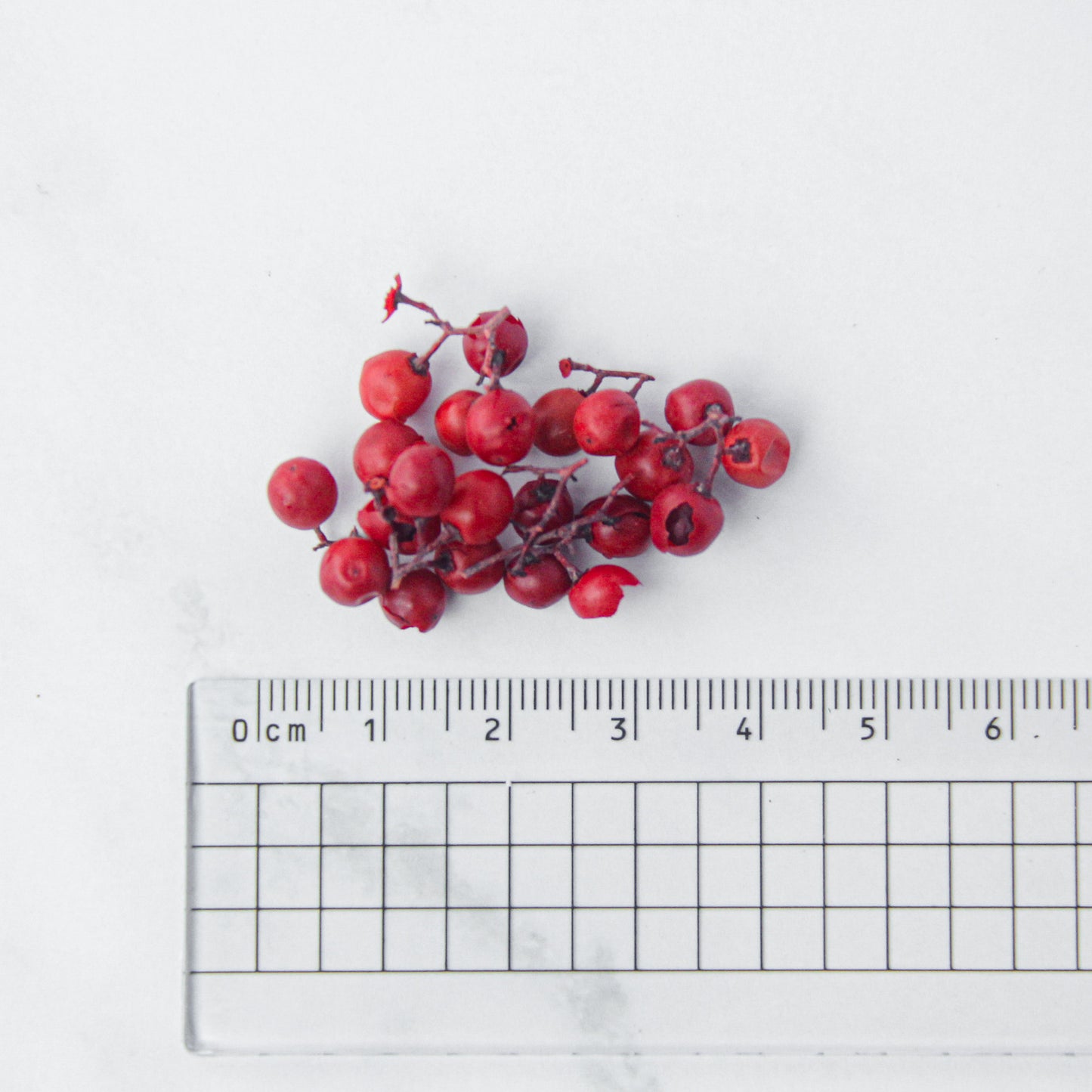 ペッパーベリー レッド《プリザーブドフラワー・実物/枝物》