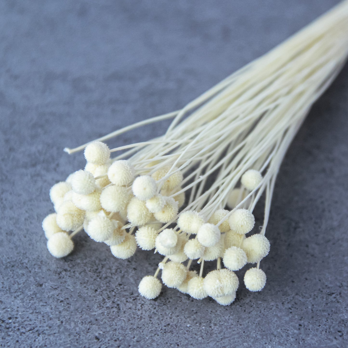 ピンキーボタン ホワイト《プリザーブドフラワー・花材》