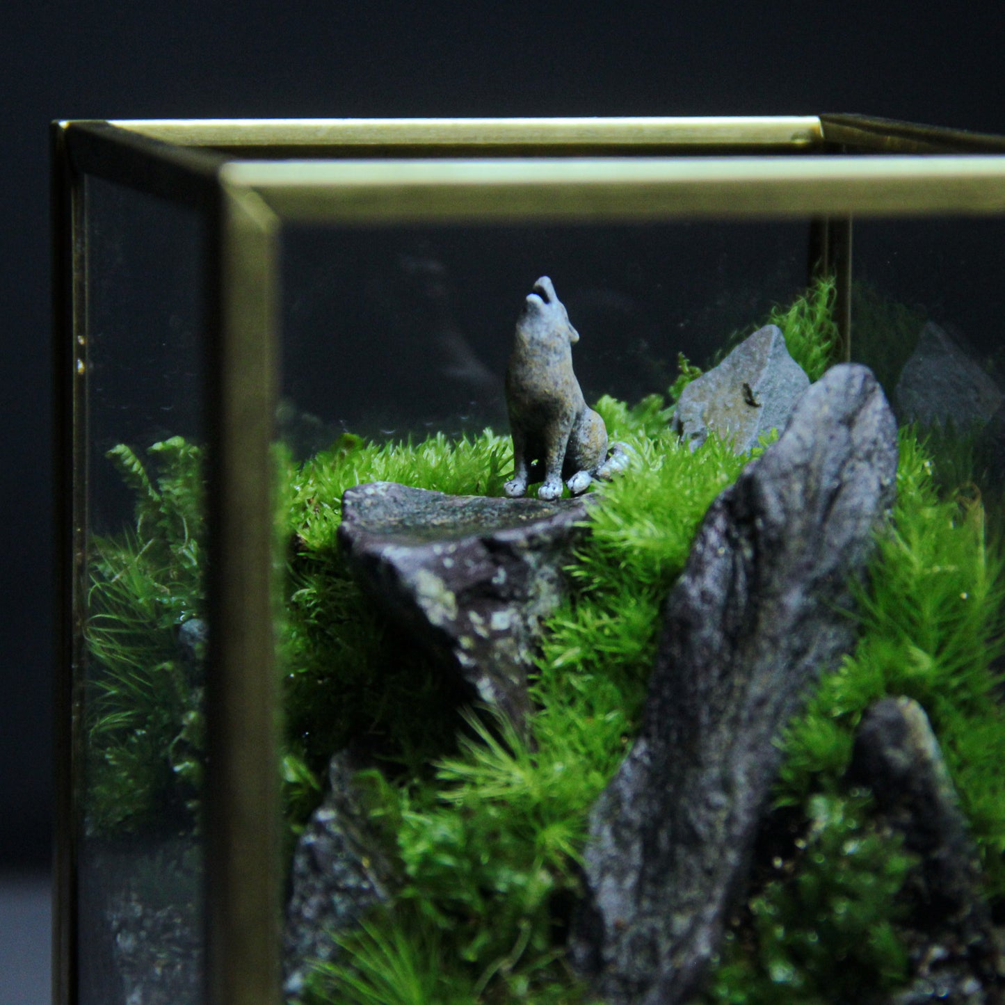 オオカミの遠吠え メタルフレームS《苔テラリウム・コケリウム》