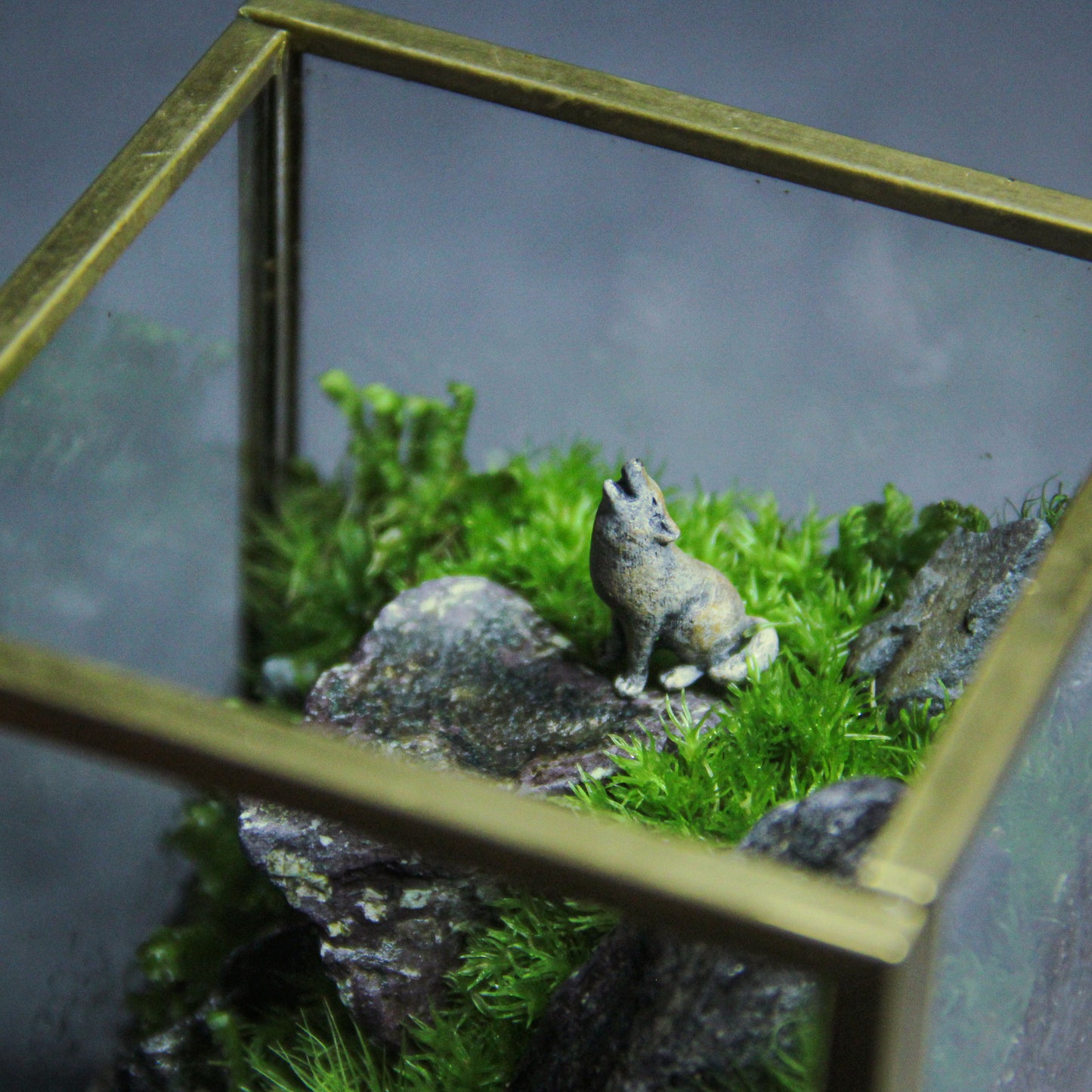 オオカミの遠吠え メタルフレームS《苔テラリウム・コケリウム》