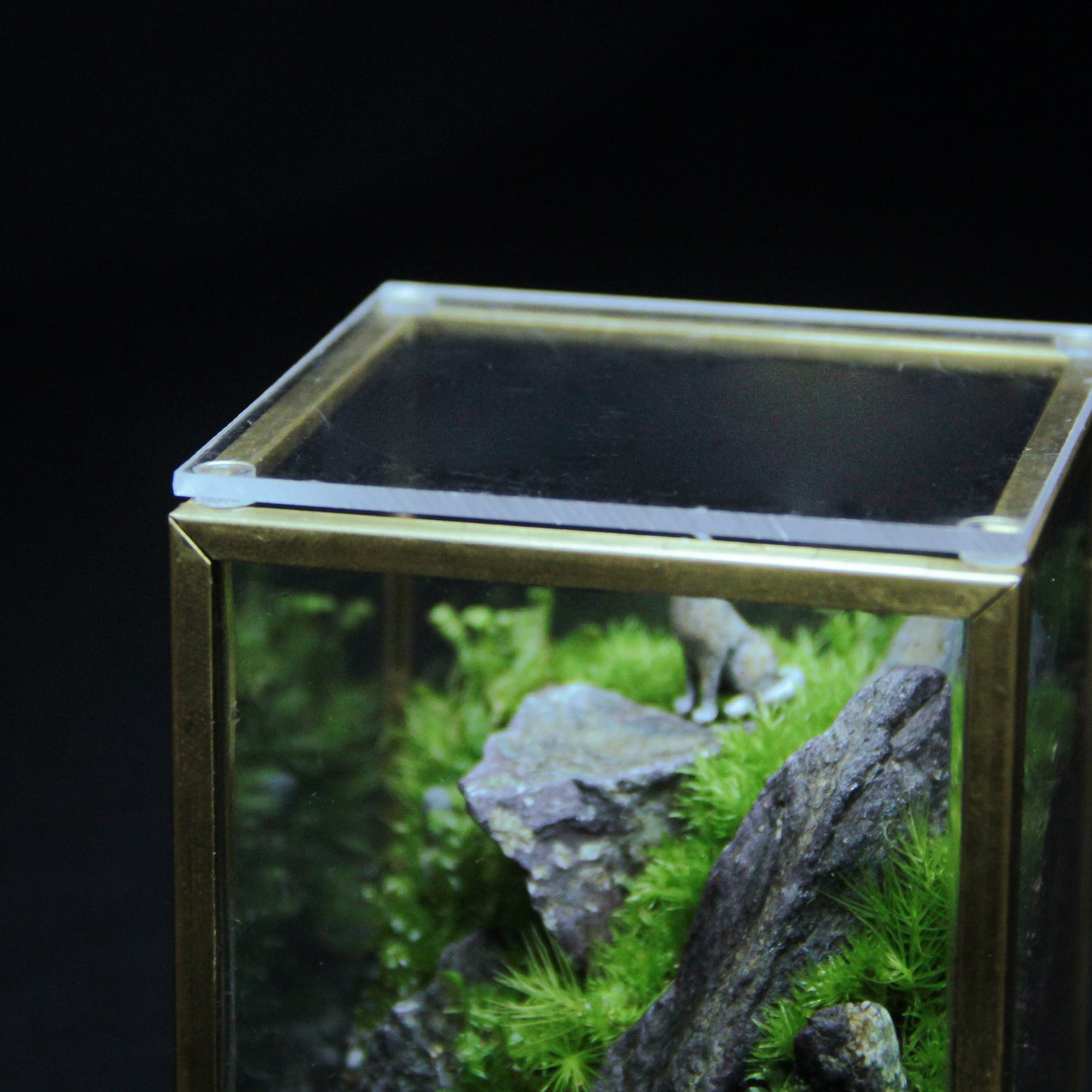 オオカミの遠吠え メタルフレームL《苔テラリウム・コケリウム》