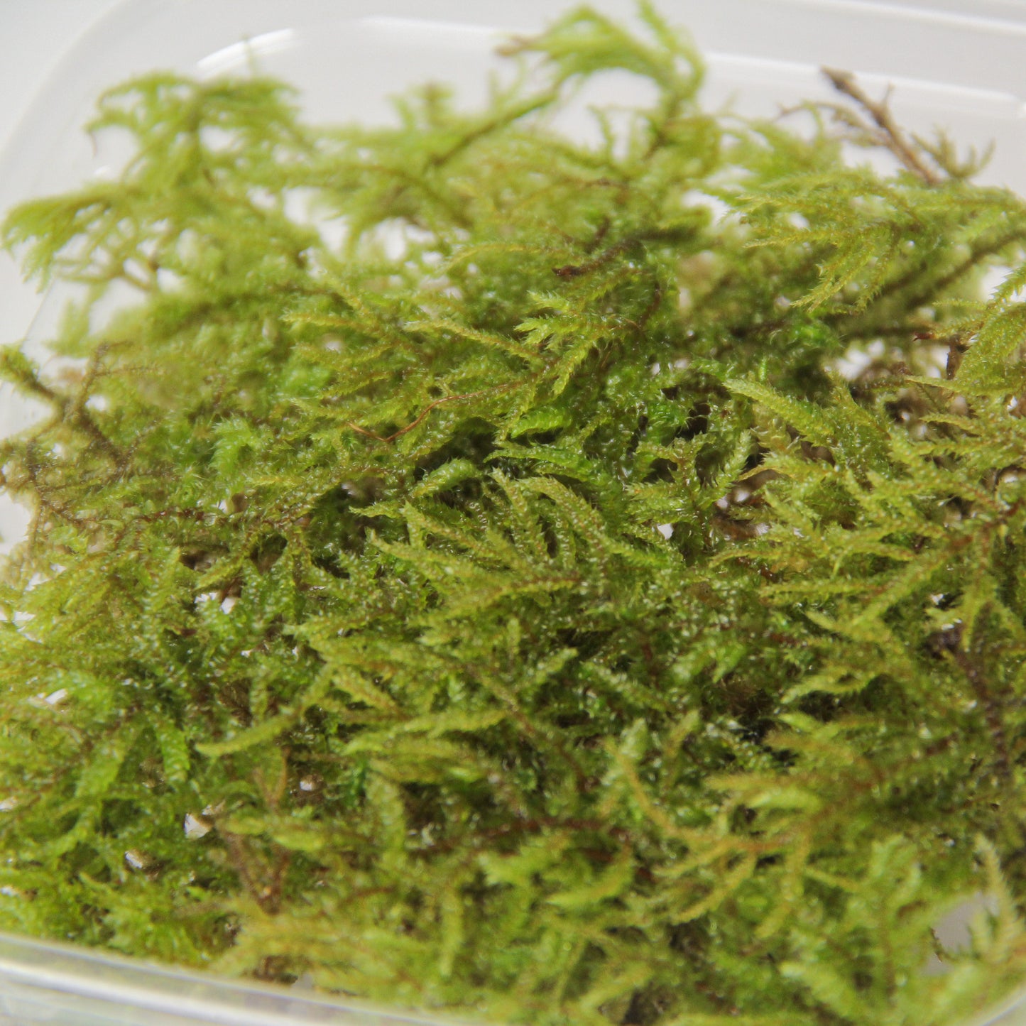フトリュウビゴケ《苔テラリウム・コケリウム用生苔》