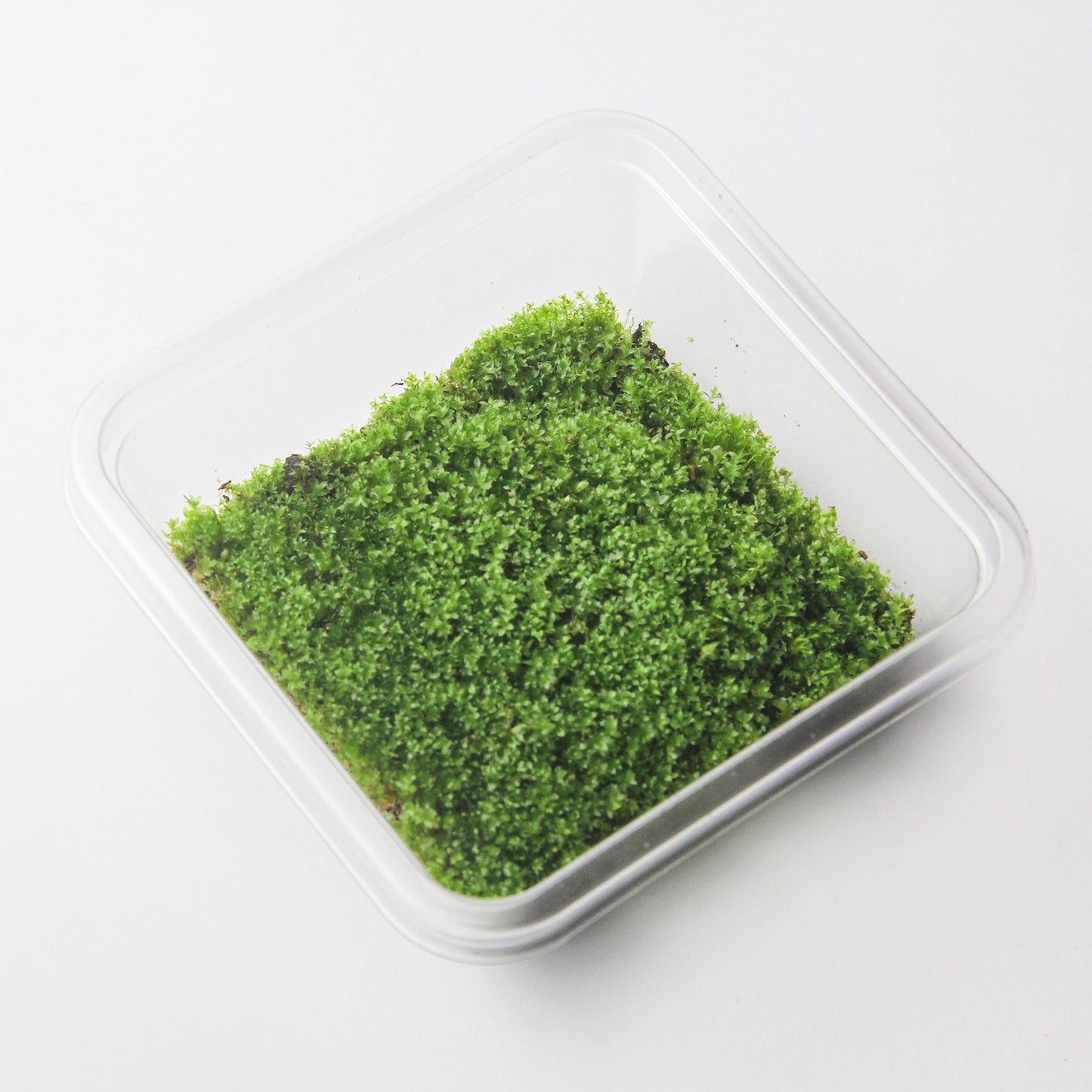 ハリガネゴケ《苔テラリウム・コケリウム用生苔》