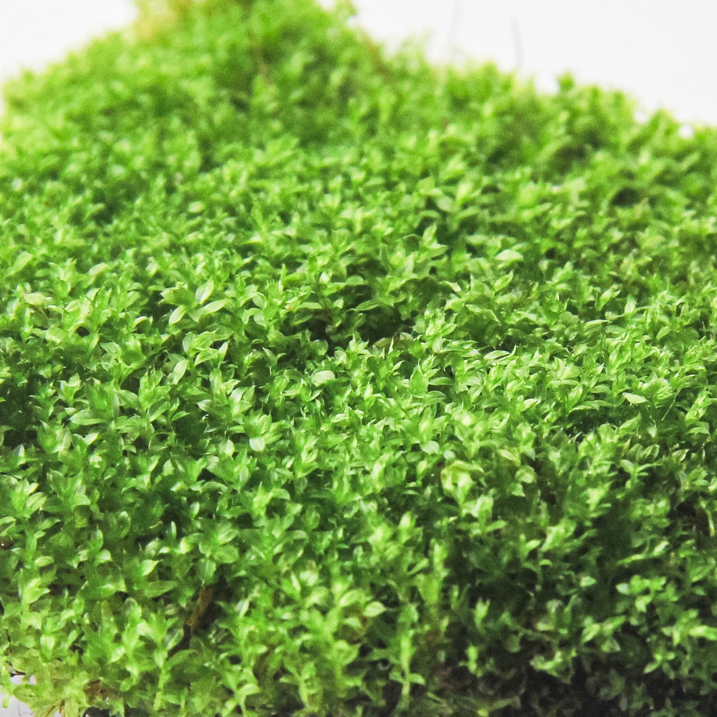 ハリガネゴケ《苔テラリウム・コケリウム用生苔》