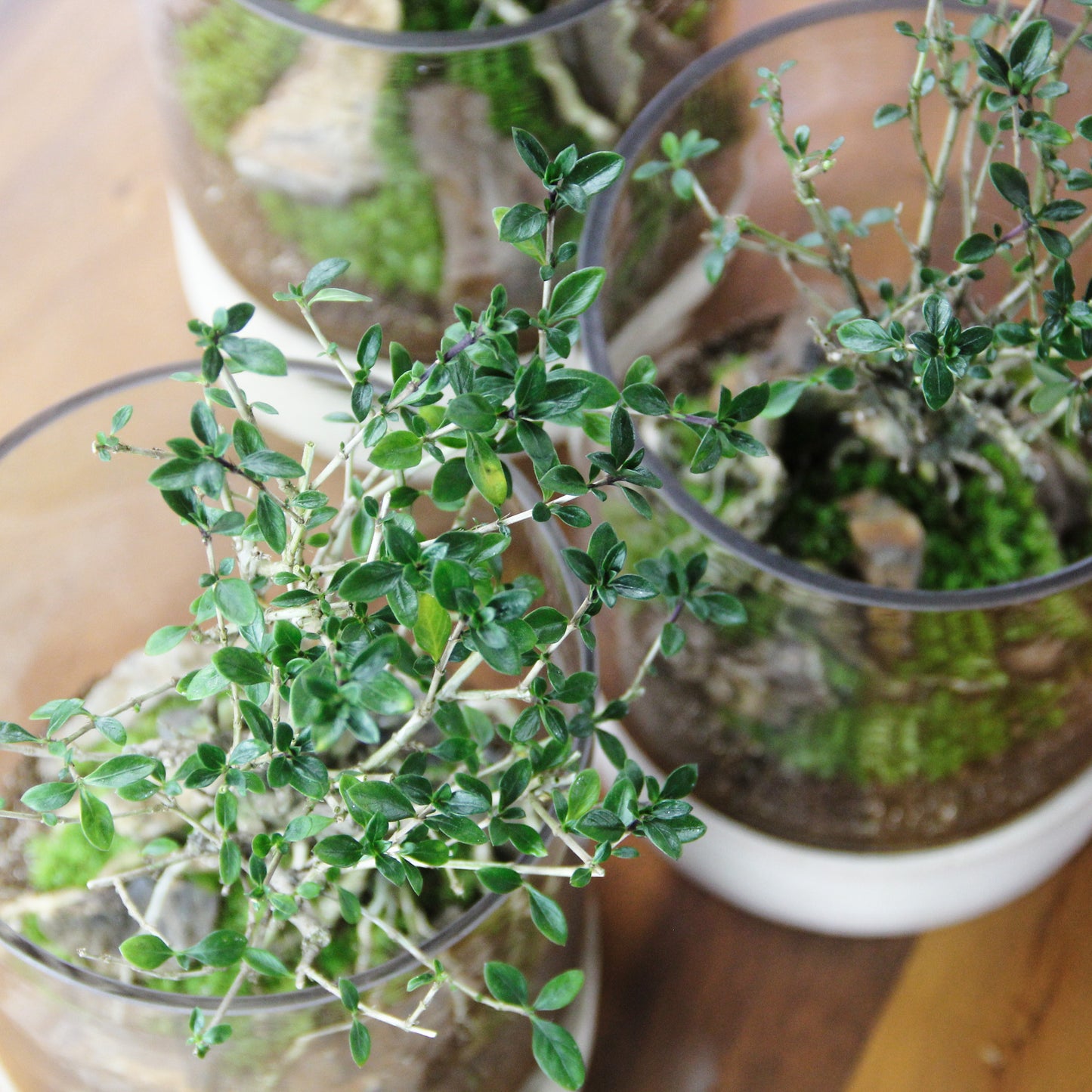 \春と秋に花をつける/香丁木のオープンテラリウム《インテリア苔テラリウム・コケリウム》