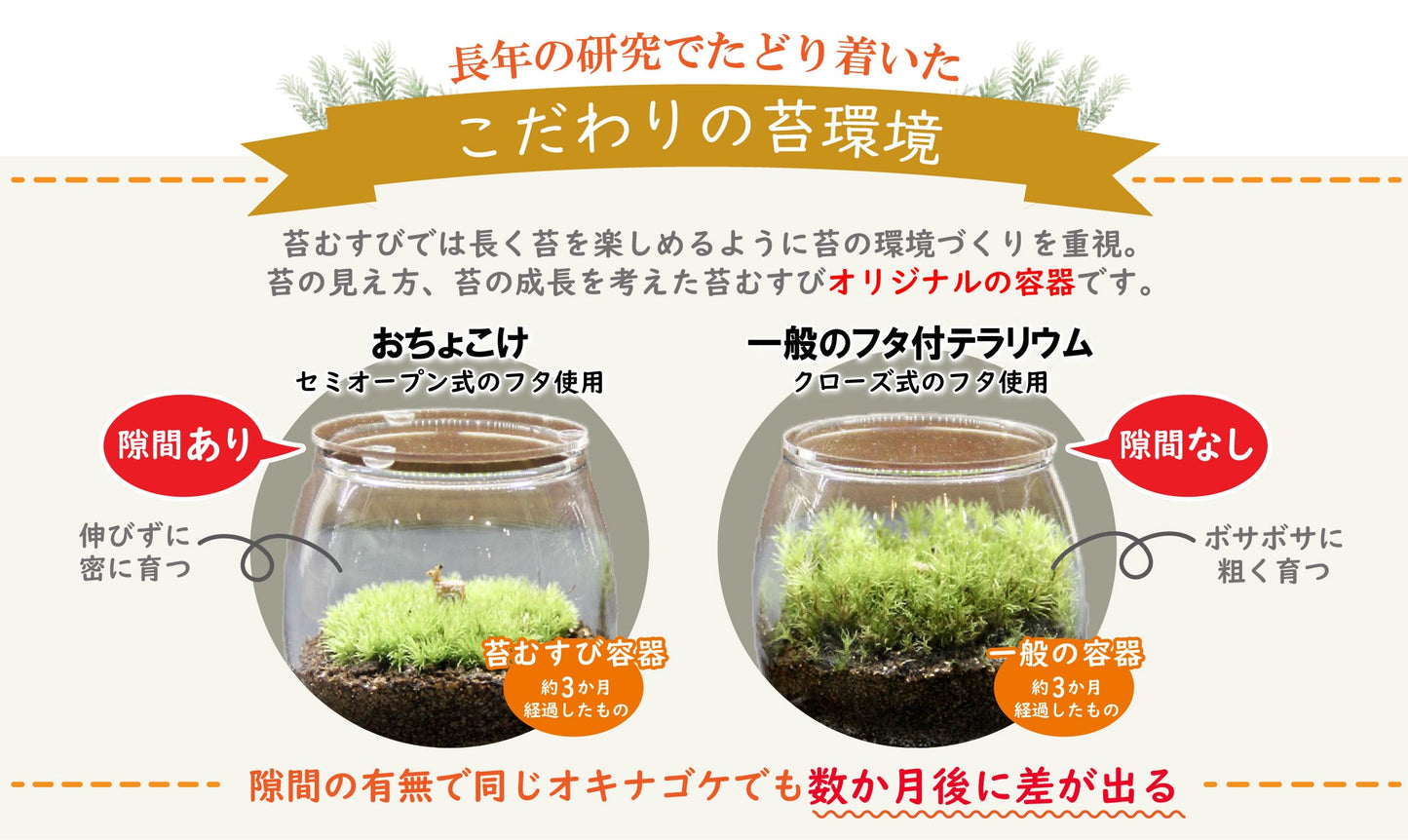 フィギュアなし-おちょこけ《苔テラリウム・コケリウム》☆父の日ギフトオススメ