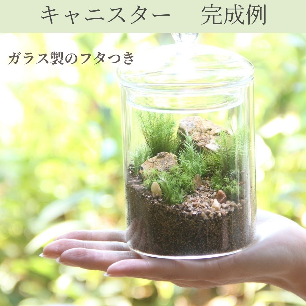 【容器が選べる】苔テラリウム スターターキット|初心者向け 【苔3種パック付き】