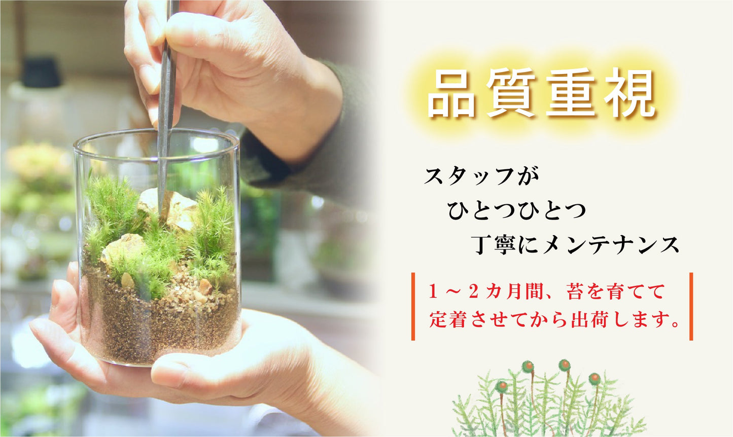 フィギュアなし-おちょこけ《苔テラリウム・コケリウム》☆父の日ギフトオススメ