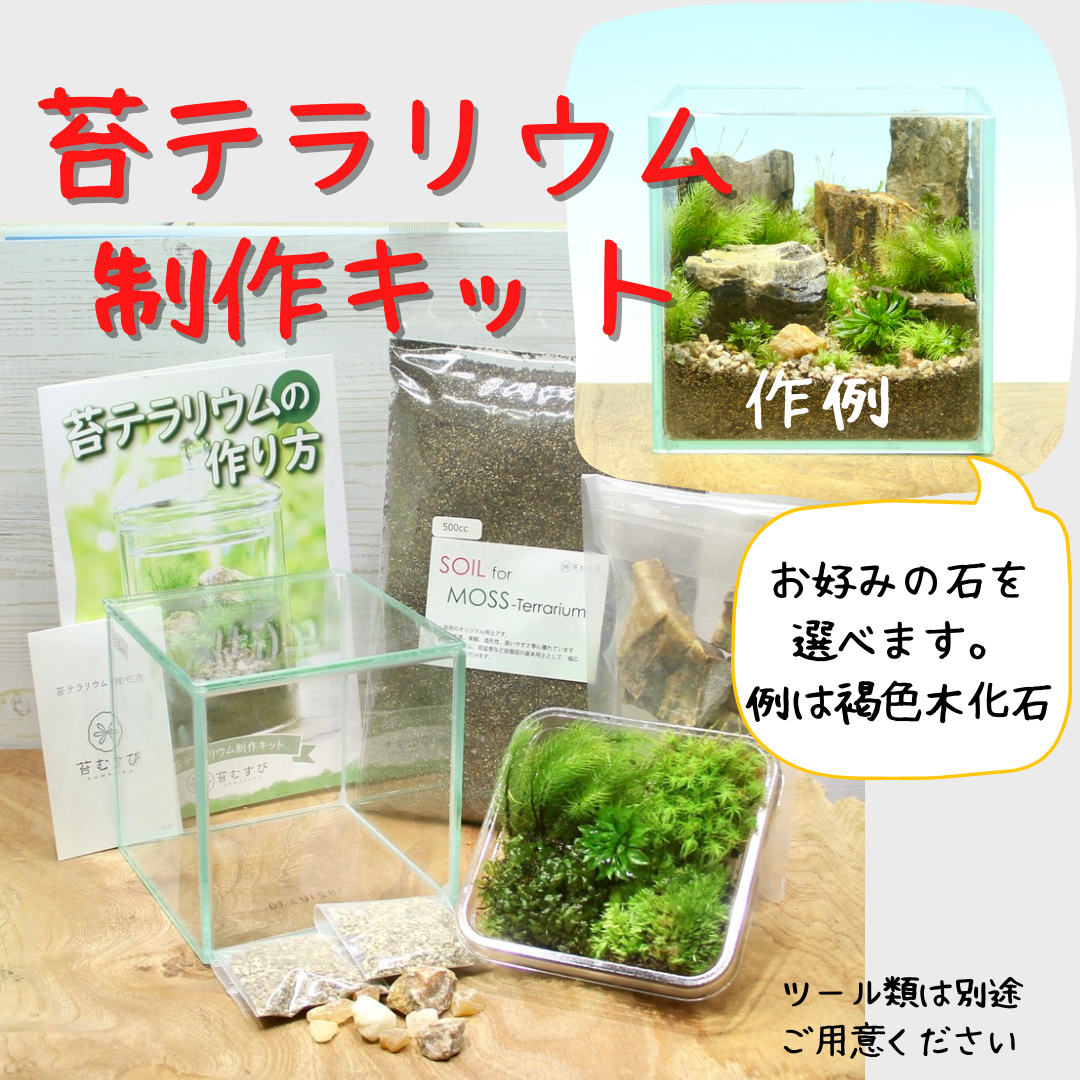 スクエアボックス type】苔テラリウム制作キット《苔パック5種》 – 苔むすび