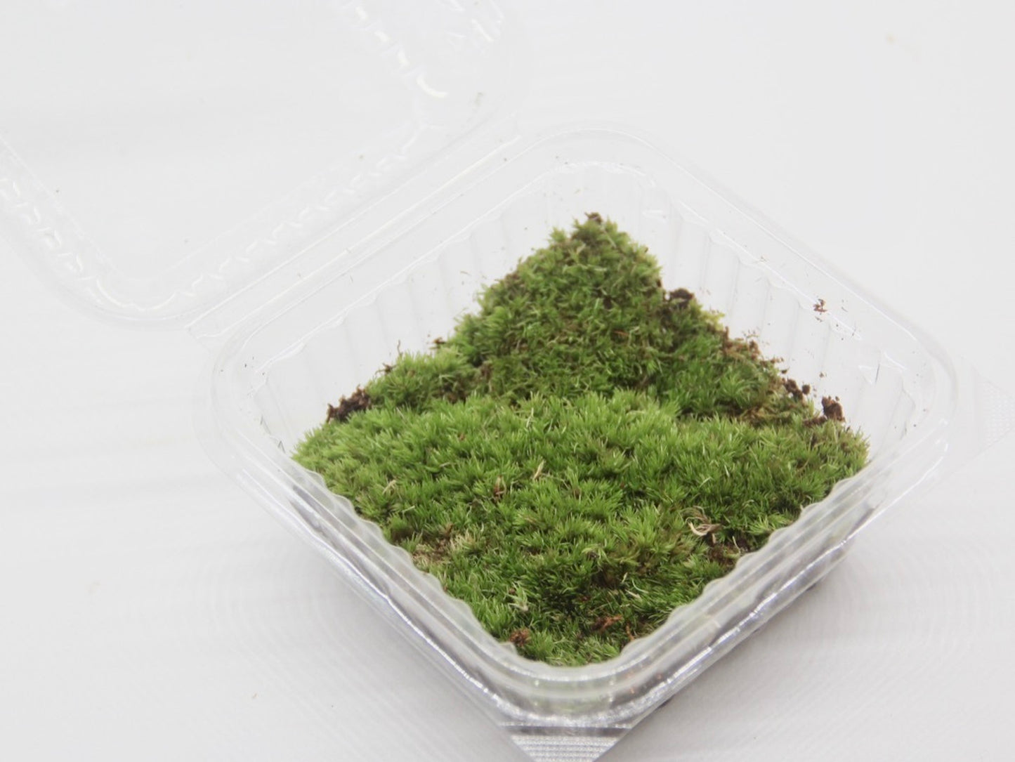 ホソバオキナゴケ《苔テラリウム・コケリウム用生苔》