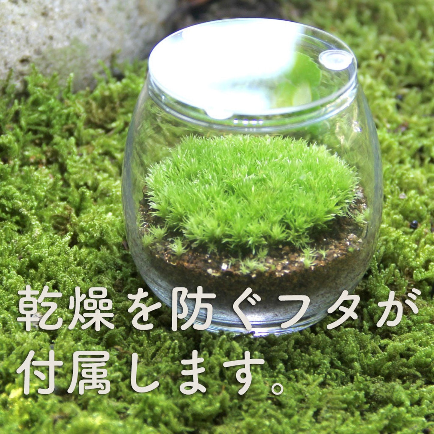 家と羊2匹_おちょこけ《苔テラリウム・コケリウム》