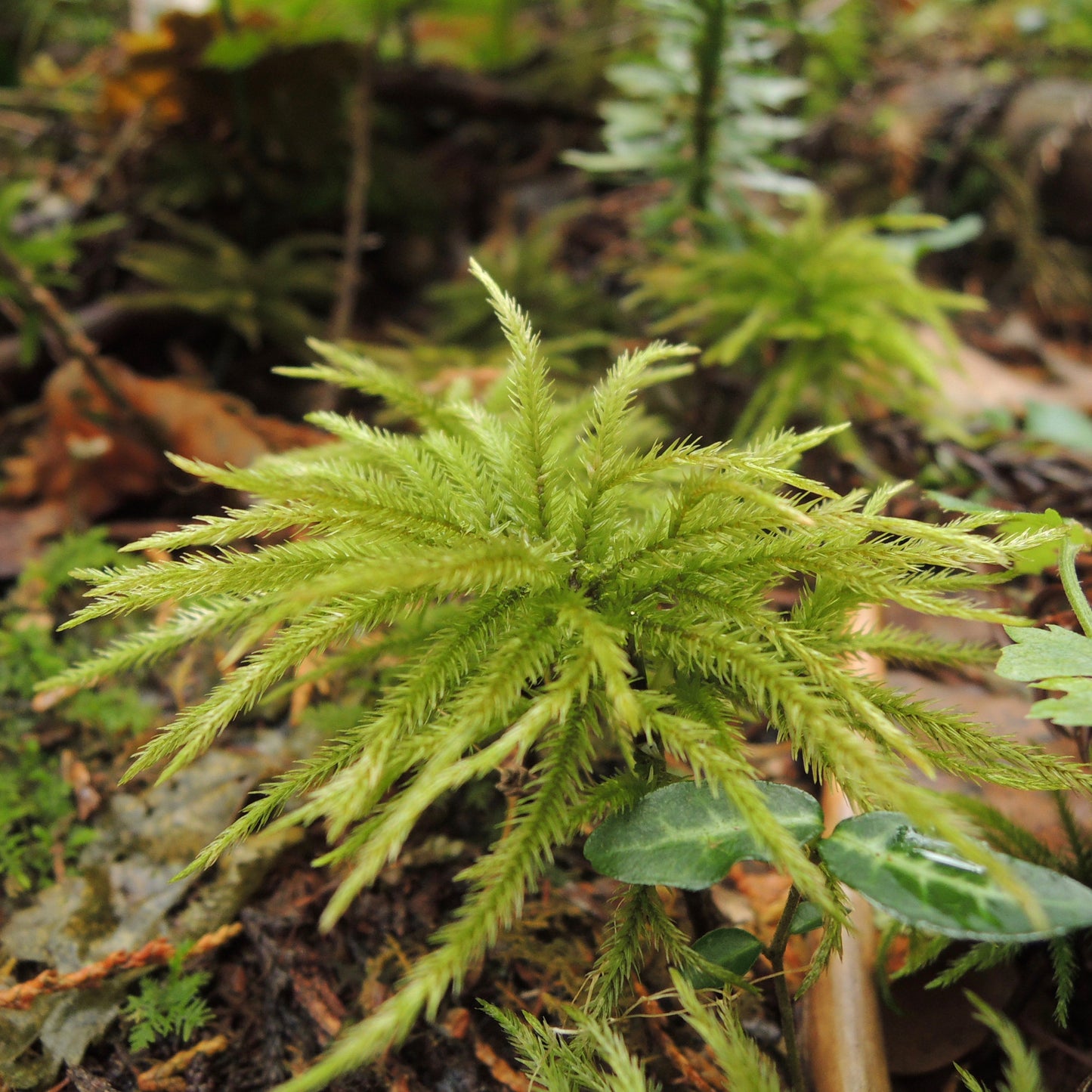 コウヤノマンネングサ 《苔テラリウム・コケリウム用生苔》