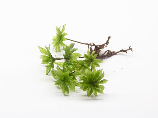 カサゴケ(3本)《苔テラリウム・コケリウム用生苔》