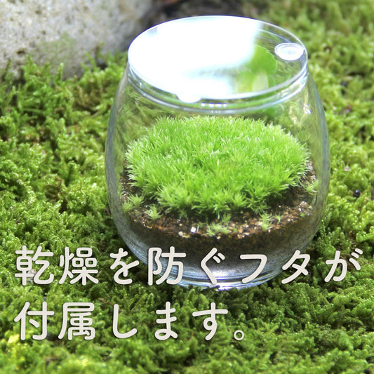 フィギュアなし-おちょこけ《苔テラリウム・コケリウム》