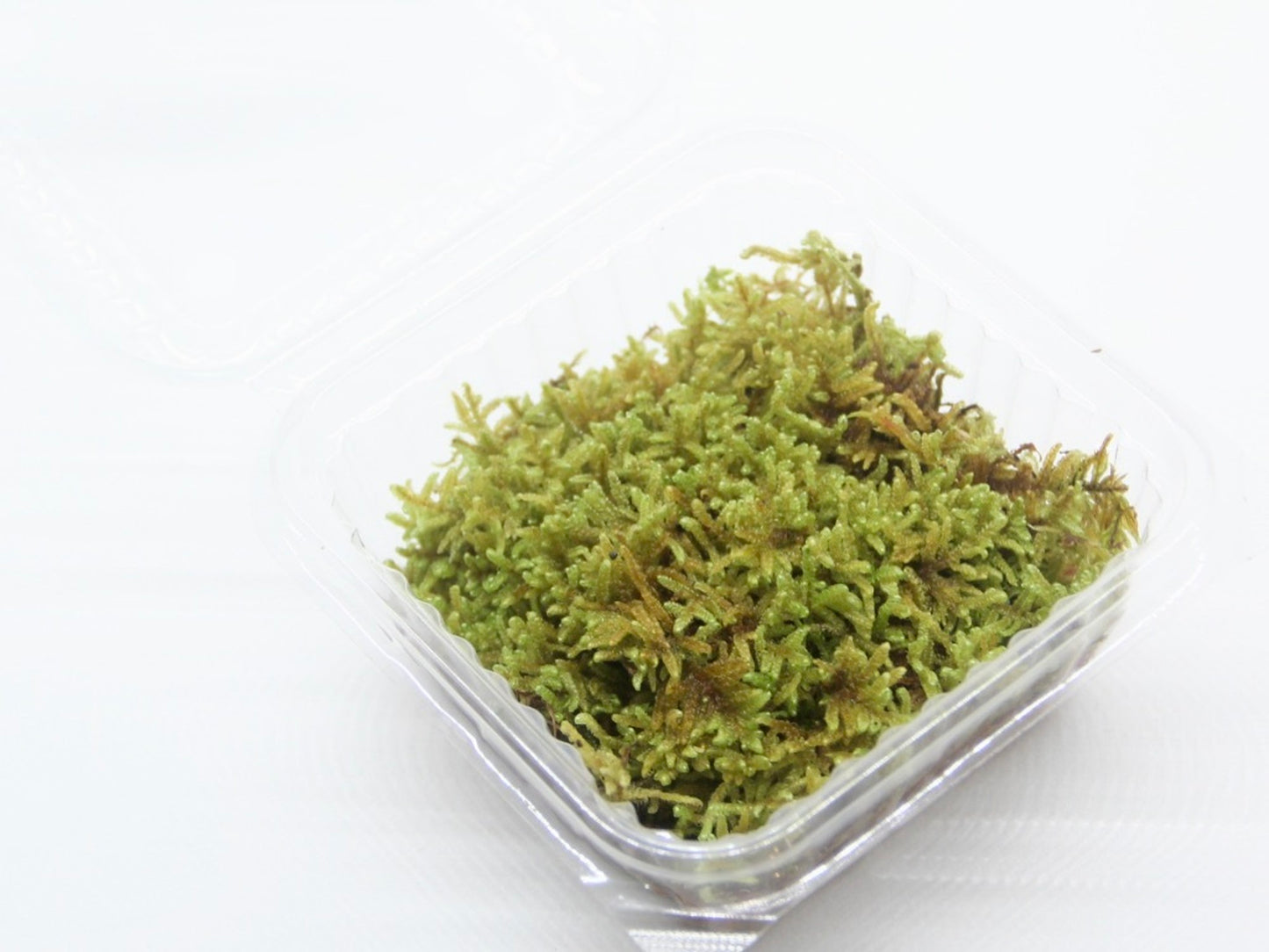 ハイゴケ《苔テラリウム・コケリウム用生苔》