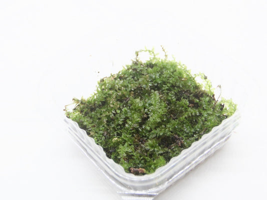 ツルチョウチンゴケ《苔テラリウム・コケリウム用生苔》