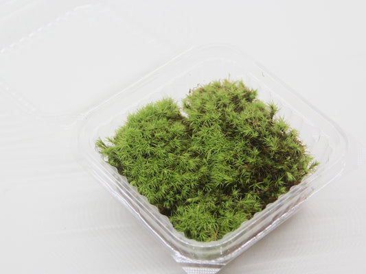 タマゴケ 《苔テラリウム・コケリウム用生苔》