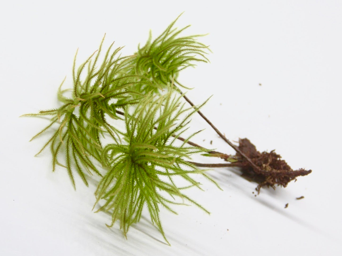 コウヤノマンネングサ 《苔テラリウム・コケリウム用生苔》