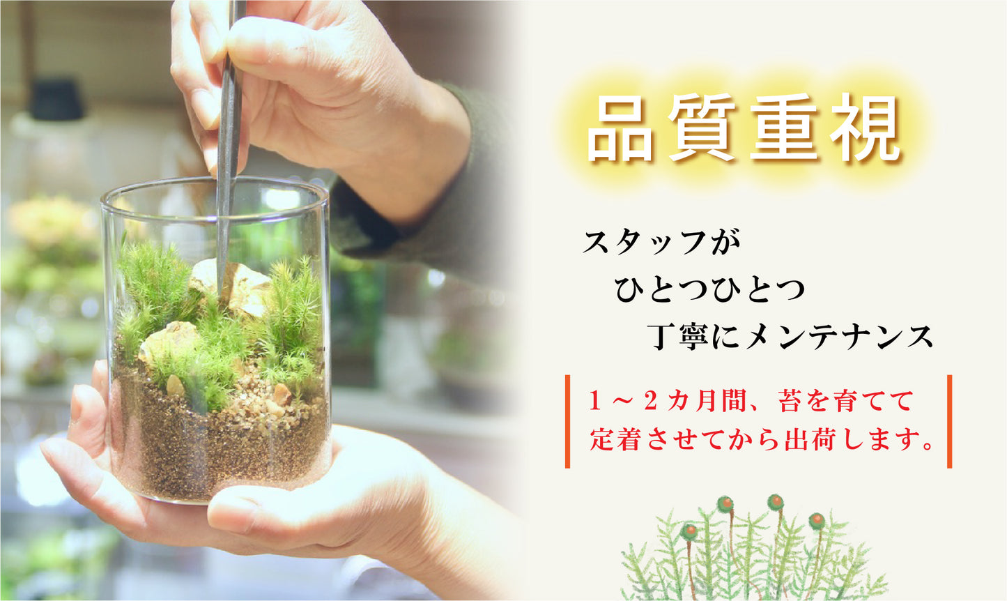 ハニワS_おちょこけ《苔テラリウム・コケリウム》