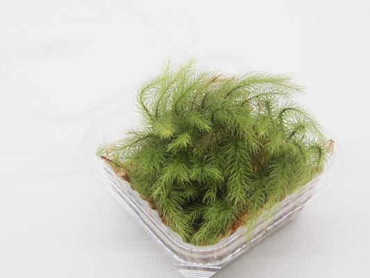 ヒノキゴケ《苔テラリウム・コケリウム用生苔》