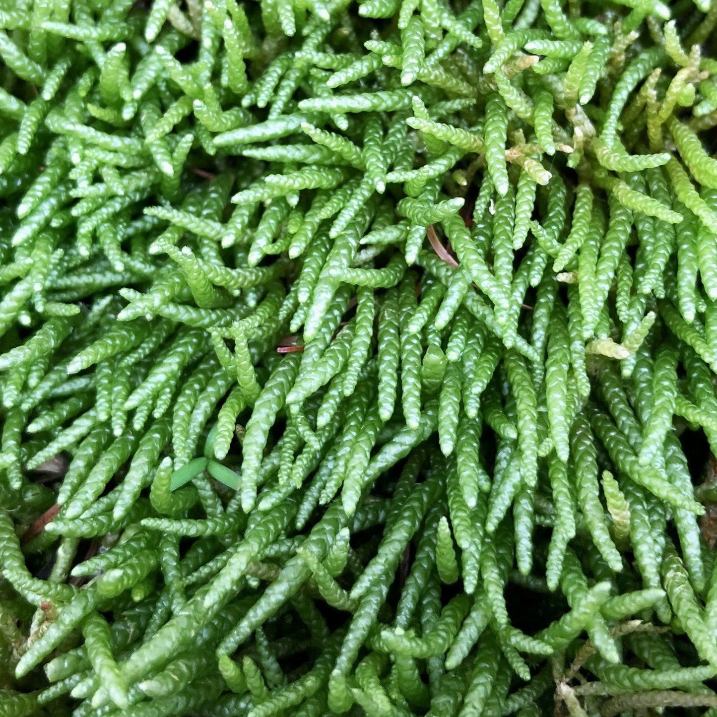 ネズミノオゴケ《苔テラリウム・コケリウム用生苔》