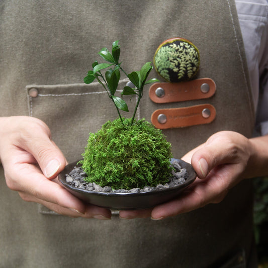 【9月限定イベント】夜の苔玉体験を開催します！