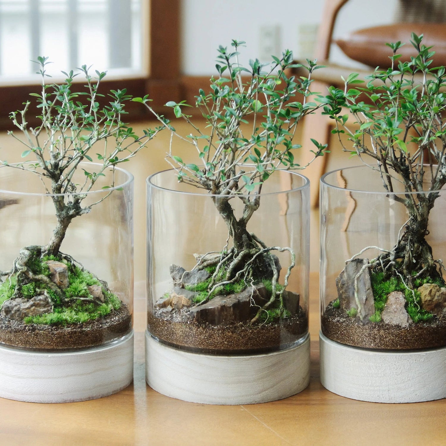 ¥10.000〜 - 苔むすび