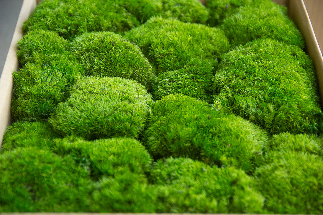 モスアートフレーム《プリザーブド苔テラリウム》 – 苔むすび