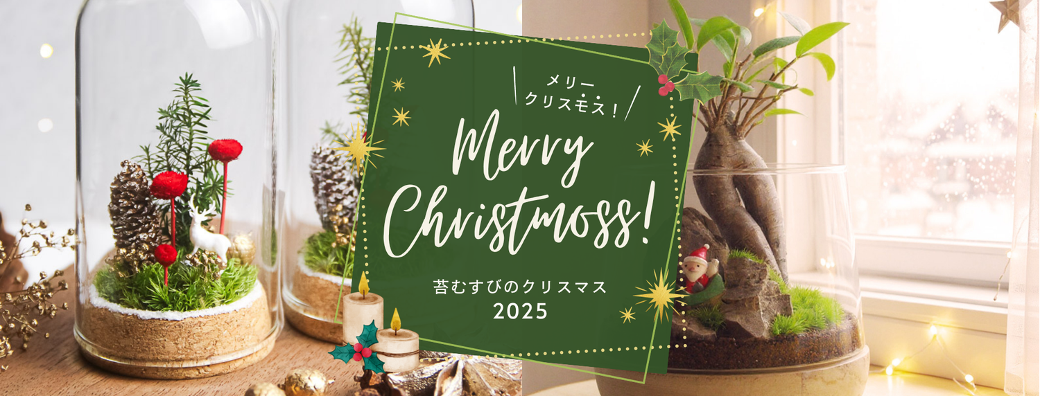 【2024年】苔むすびのクリスマス特集 - 苔むすび