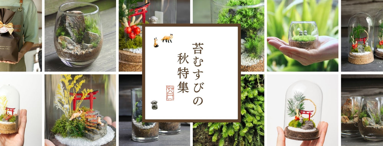 秋特集 - 苔むすび