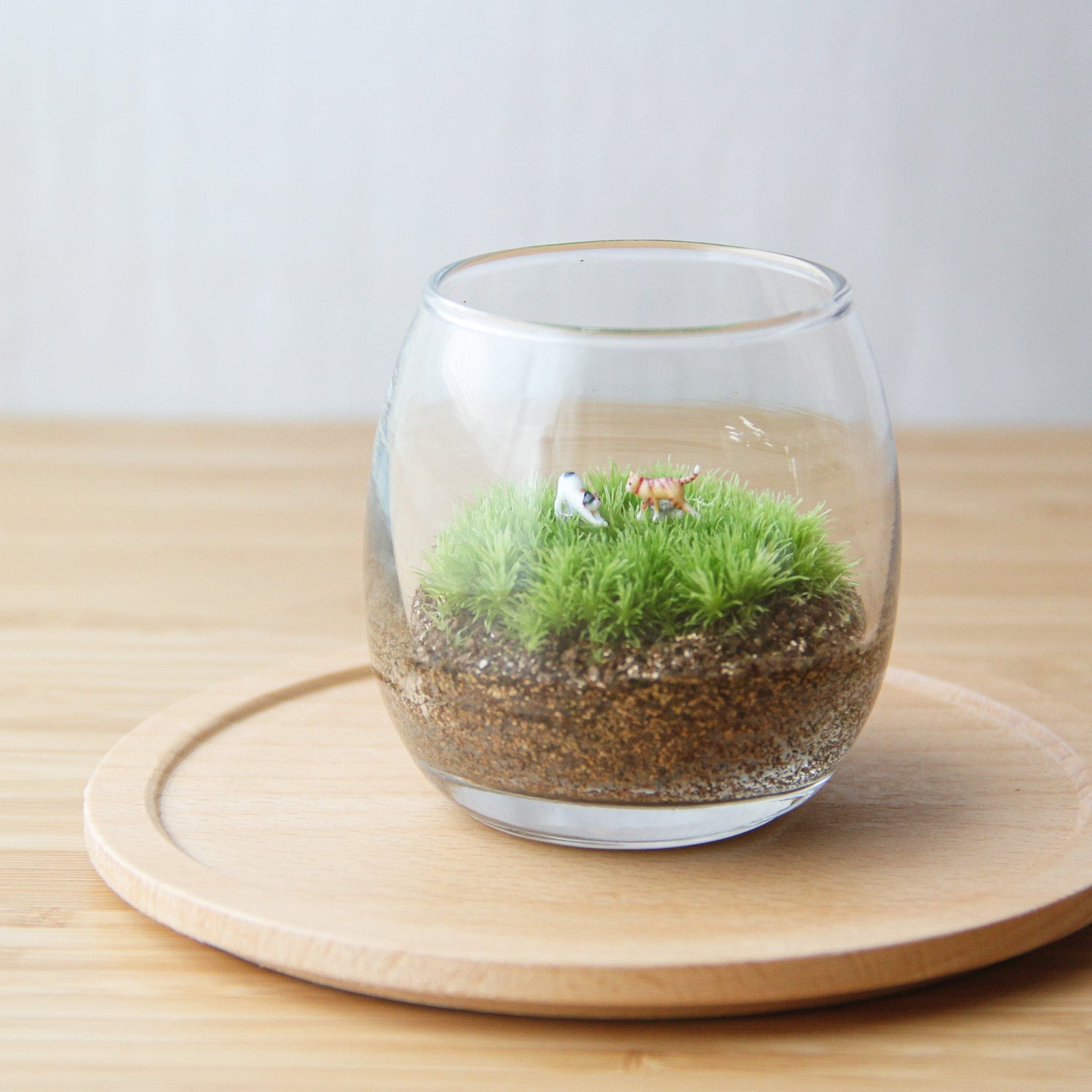 初めての方おすすめ苔テラリウム - 苔むすび