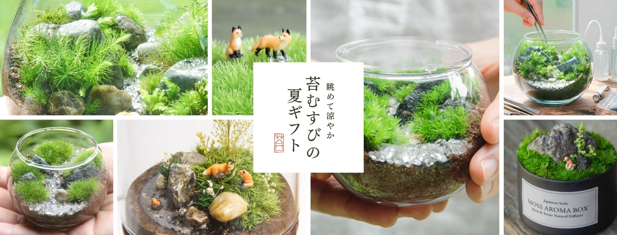 苔テラリウム専門店-苔むすび OnlineShop