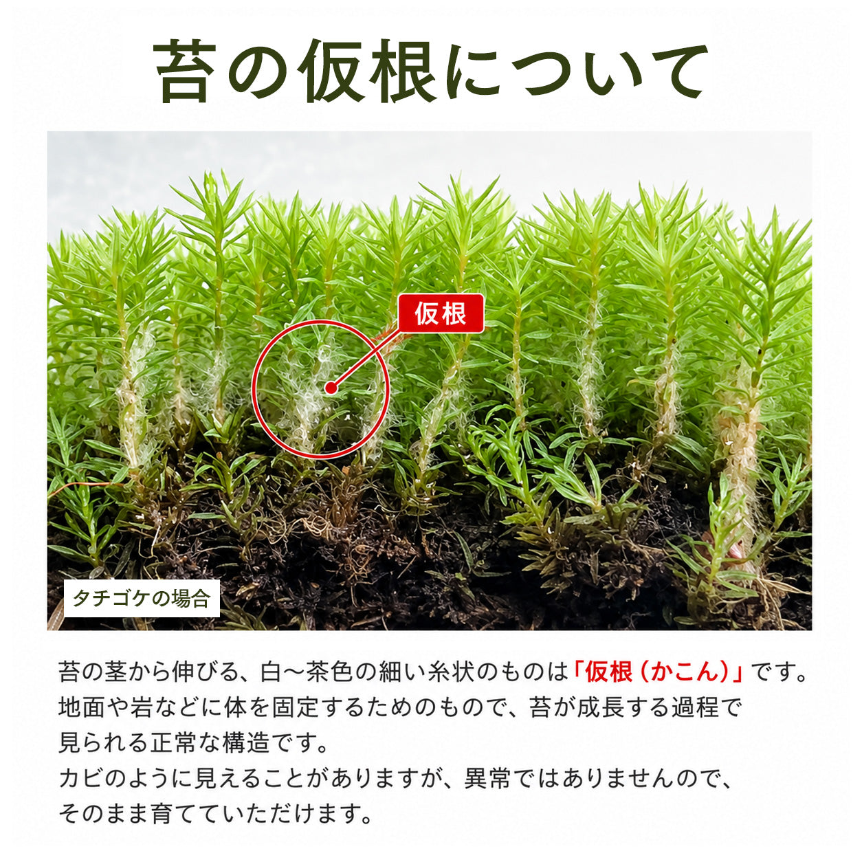 シノブゴケ 《苔テラリウム・コケリウム用生苔》 – 苔むすび