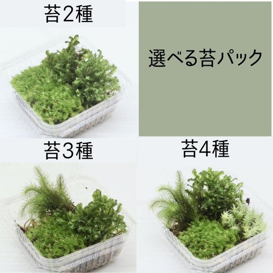 苔パック2種盛・3種盛・4種盛