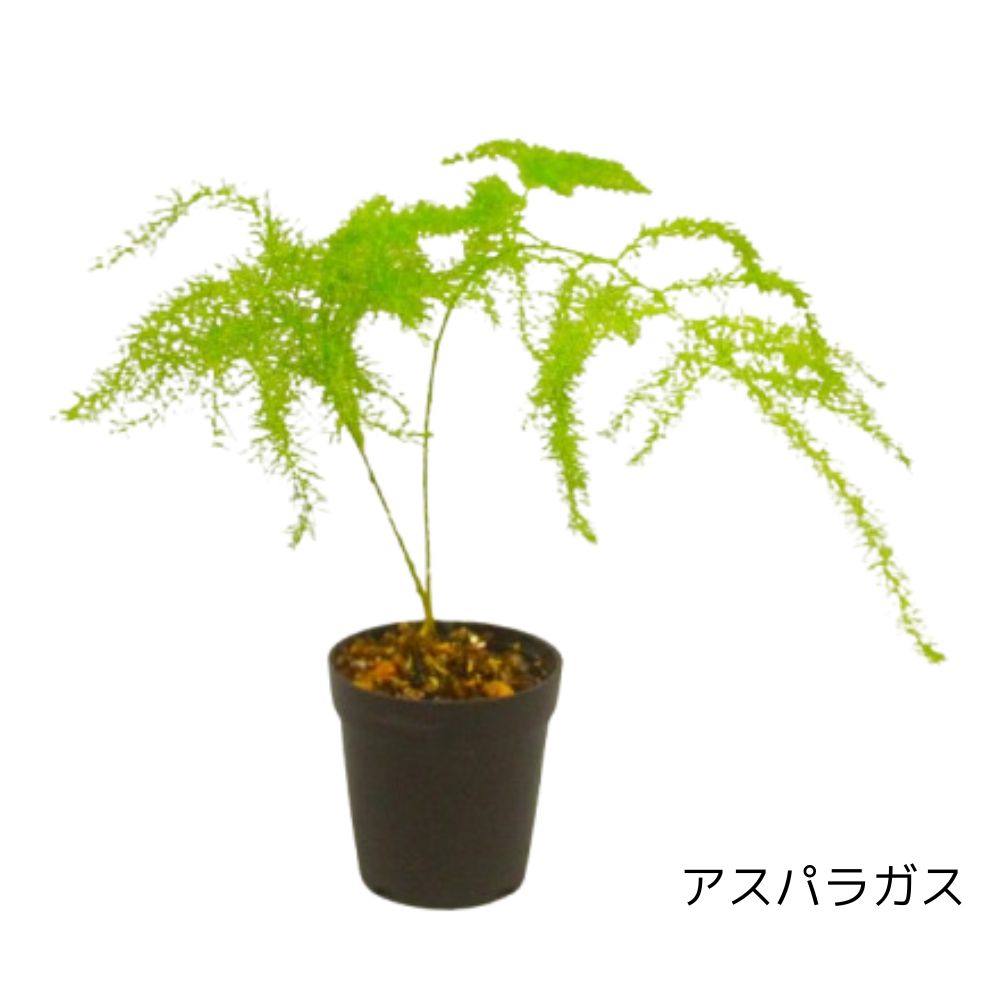 ＼送料無料／石が選べる【直径19㎝ 大型ボウル容器 苔テラリウム制作キット】《苔5種パック＋苔１種》
