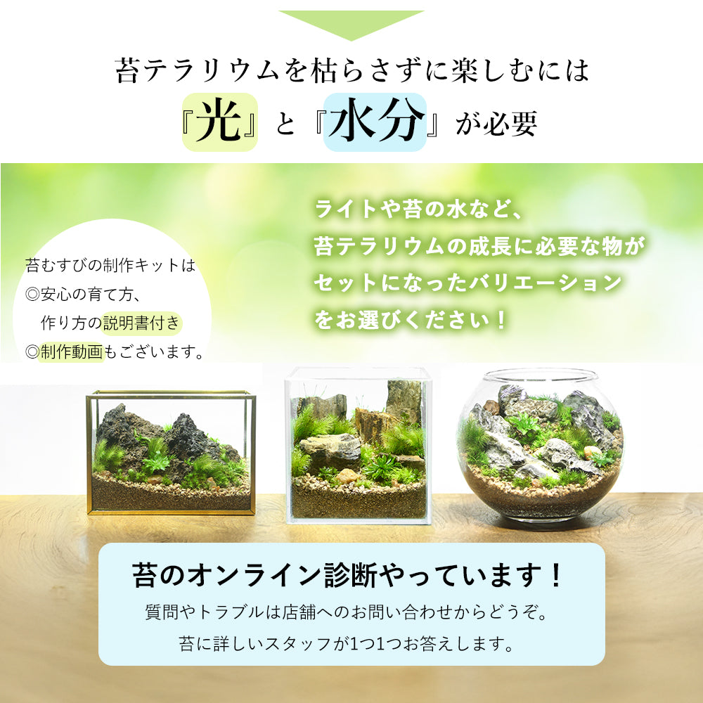 渓流の風景 苔テラリウム制作キット《苔パック4種》 – 苔むすび