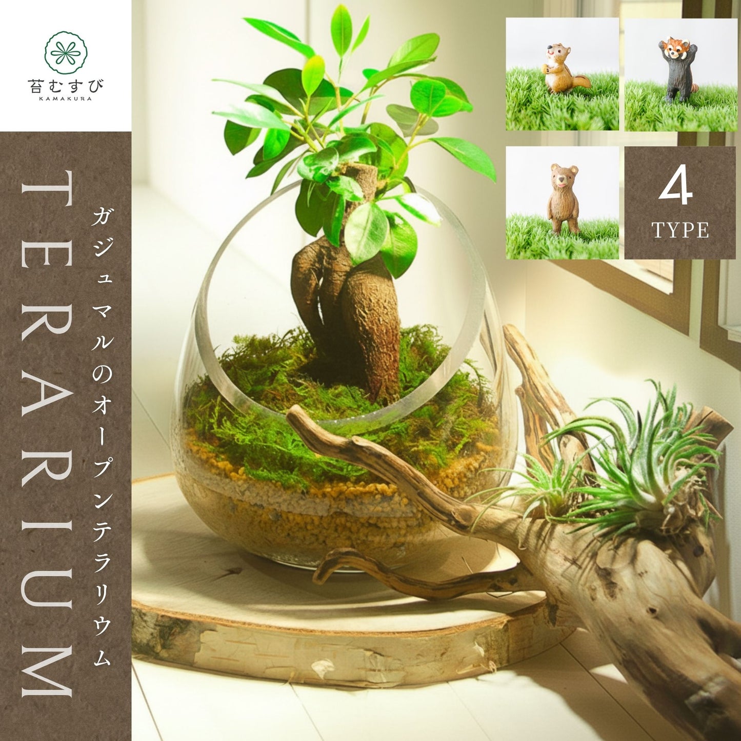 ＼送料無料／ガジュマルのオープンテラリウム《インテリア苔テラリウム・コケリウム》