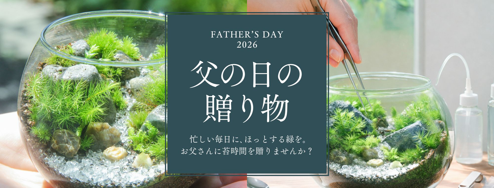 苔テラリウム専門店-苔むすび OnlineShop
