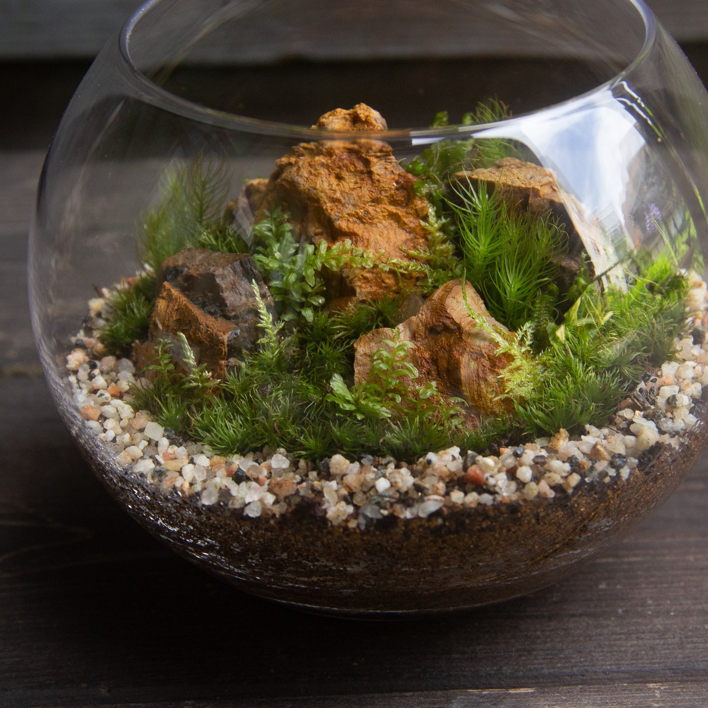 島の風景　苔テラリウム制作キット（ボウル2L：直径12センチ×高さ11センチ）