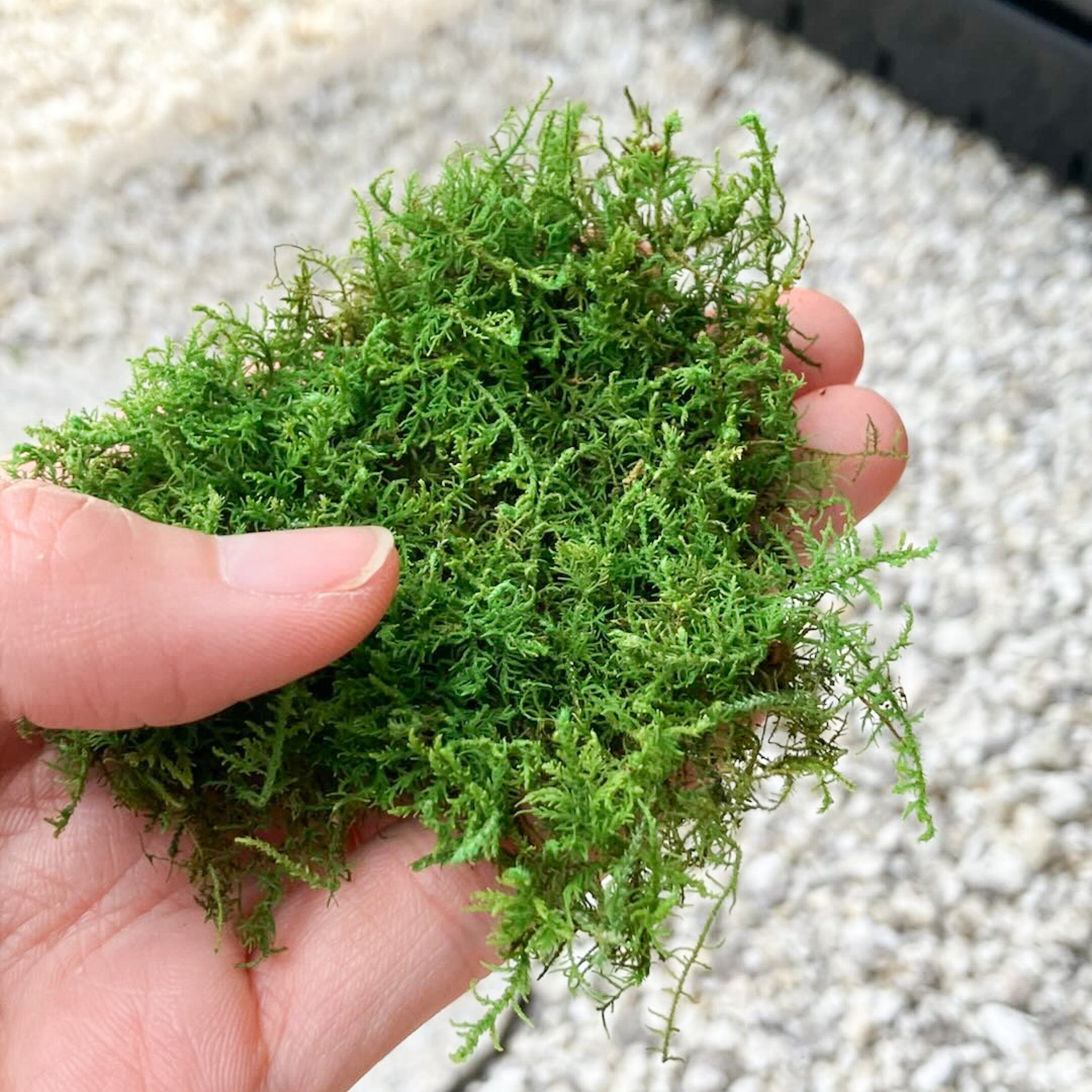 シノブゴケ 《クラフトモス》 – 苔むすび