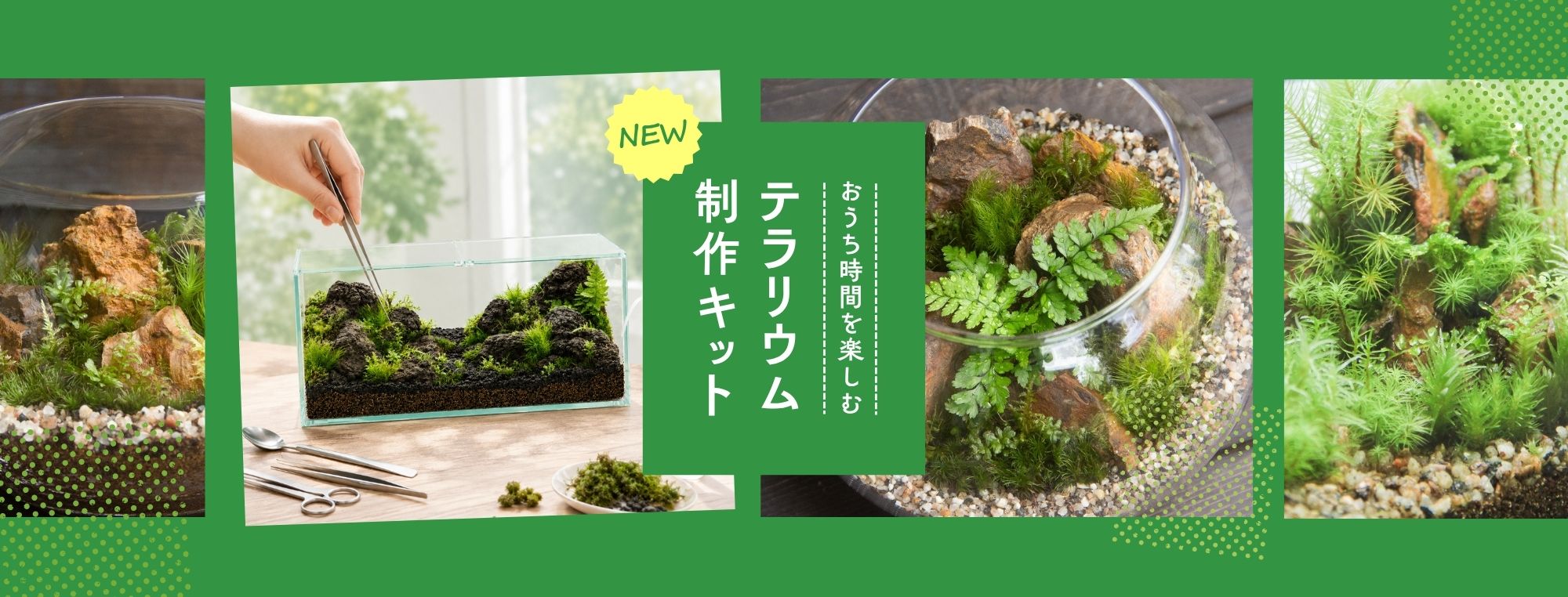 苔テラリウム専門店-苔むすび OnlineShop