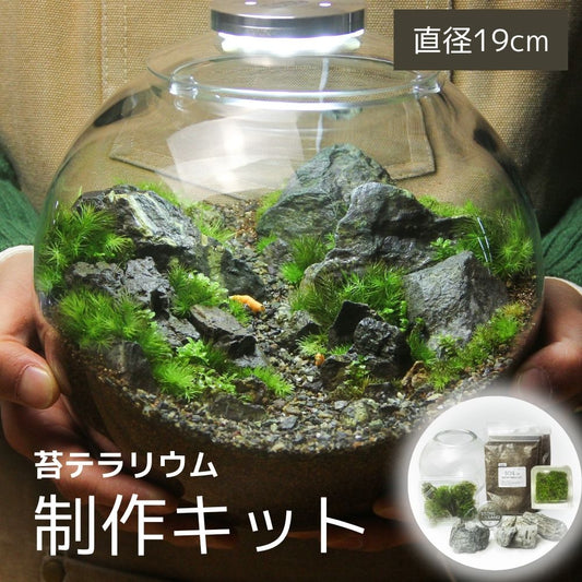 ＼送料無料／石が選べる【直径19㎝ 大型ボウル容器 苔テラリウム制作キット】《苔5種パック＋苔１種》