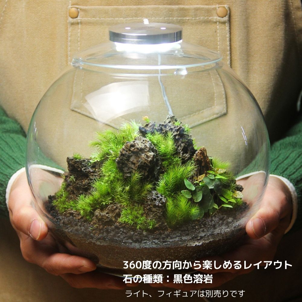 ＼送料無料／石が選べる【直径19㎝ 大型ボウル容器 苔テラリウム制作キット】《苔5種パック＋苔１種》