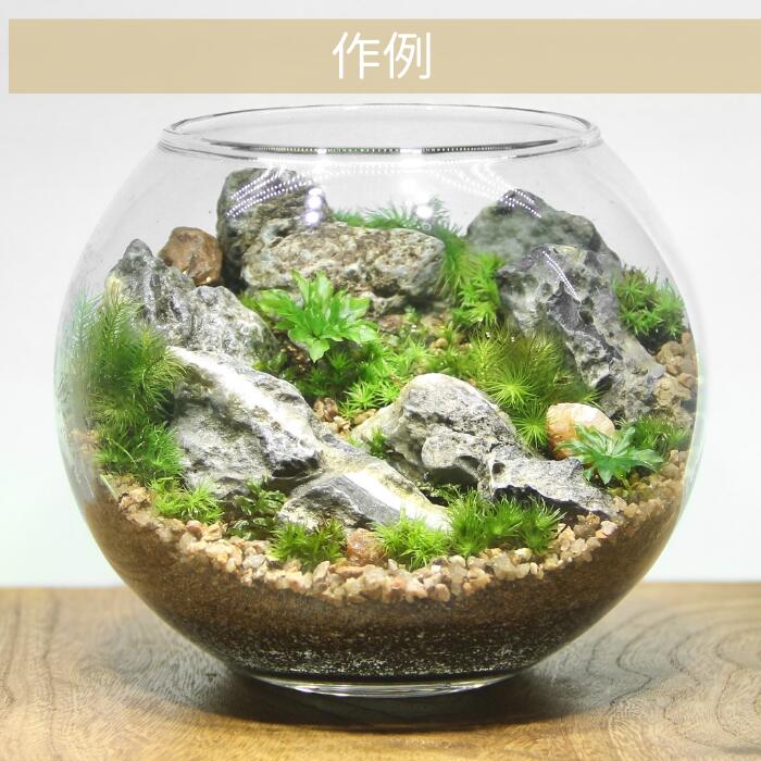 【ボウル2L type】苔テラリウム制作キット《苔パック5種》